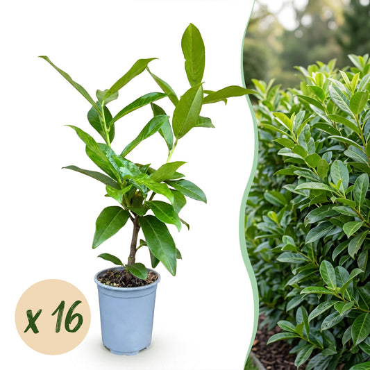 Kirschlorbeer 'Novita' – Prunus laurocerasus 'Novita' – 16 Heckenpflanzen – Topf Ø9cm – Höhe 25-35cm