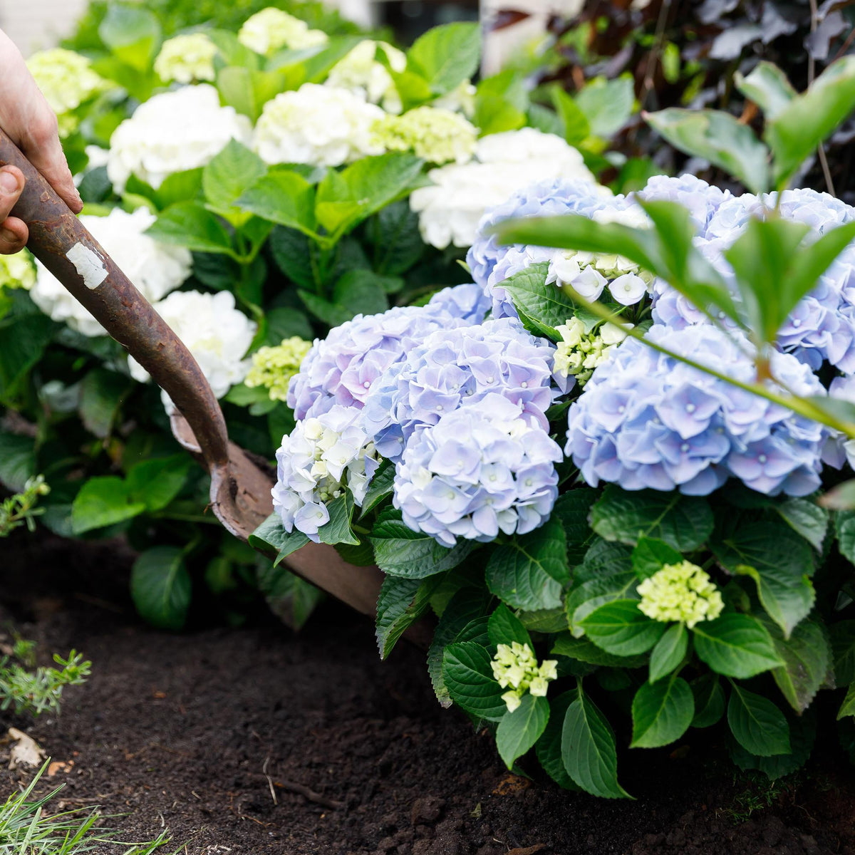 Hortensie Forever & Ever – Hydrangea macrophylla – Blau – Balkonpflanze – 7–12 Blüten – Im 23 cm Topf – Ca. 55 cm hoch – Für Terrasse, Balkon & Beet – Langanhaltende Blüte – Pflegeleicht 
