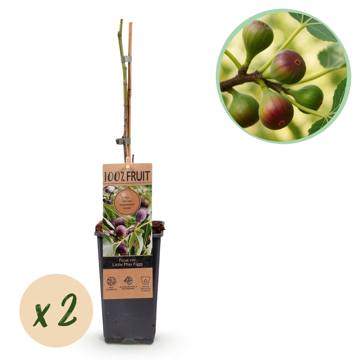 Feigenbaum - Ficus carica 'Little Miss Figgy' – 2 Pflanzen – Ø15 cm – Höhe 50 cm – Rote Früchte – Kompakter Obstbaum für Garten, Balkon & Terrasse – Selbstfruchtend & pflegeleicht 