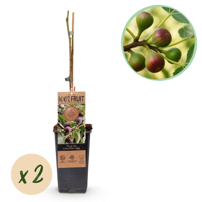 Feigenbaum - Ficus carica 'Little Miss Figgy' – 2 Pflanzen – Ø15 cm – Höhe 50 cm – Rote Früchte – Kompakter Obstbaum für Garten, Balkon & Terrasse – Selbstfruchtend & pflegeleicht 