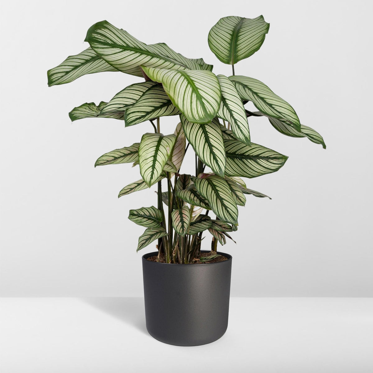 Calathea Whitestar – Ø19cm x H50cm – Tropische Zimmerpflanze mit lebendigem Blattspiel – Luftreinigend & pflegeleicht – Im Pflanztopf – Ideal für halbschattige Standorte 