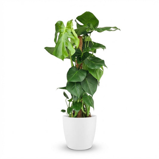 Monstera Deliciosa am Moosstab 90cm – Fensterblatt Zimmerpflanze im weißen Übertopf Ø19cm – große grüne Schlitzblätter – pflegeleichtes Statement für Wohnung, Büro & Schlafzimmer, ideal bei Halbschatten 