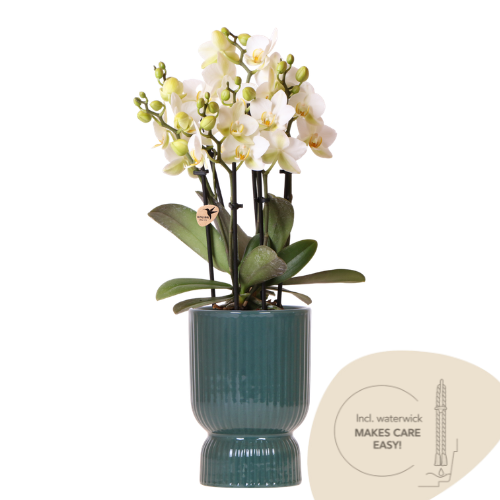 Kolibri Orchids | Weiße Lausanne Orchidee + grüner Diabolo Übertopf | inkl. Gießdocht | Ø9cm | blühende Zimmerpflanze – frisch vom Züchter 