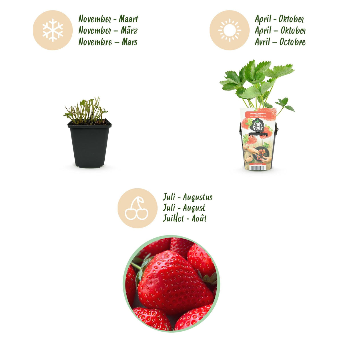 Erdbeere Fragaria Elsanta winterhart Höhe 30cm Ø9cm – Rote Erdbeere für Beet Balkon & Topf – Ansicht 14