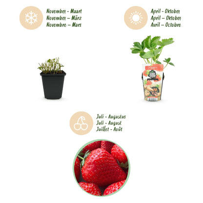 Erdbeere Fragaria Elsanta winterhart Höhe 30cm Ø9cm – Rote Erdbeere für Beet Balkon & Topf – Ansicht 14