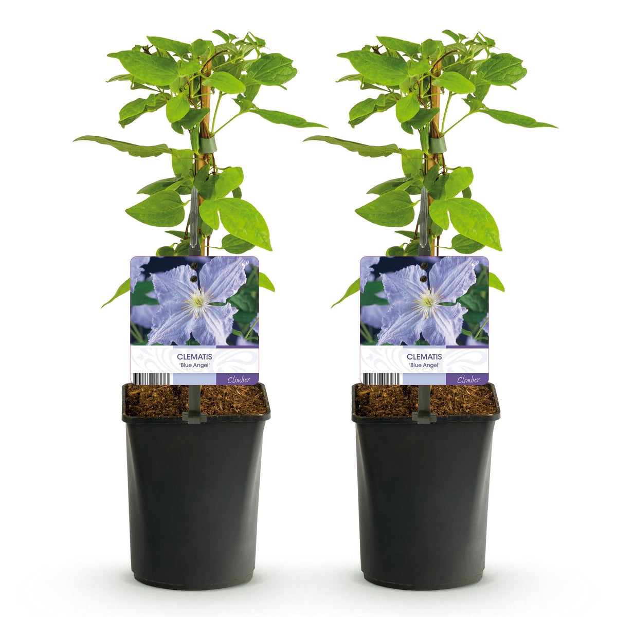 Clematis 'Blue Angel' – 2er Set – Kletterpflanze mit hellblauen Blüten – Ø11 cm – Höhe ca. 40 cm – Pflegeleicht – Blüht Frühling bis Sommer – Für Spaliere & Pergolen 