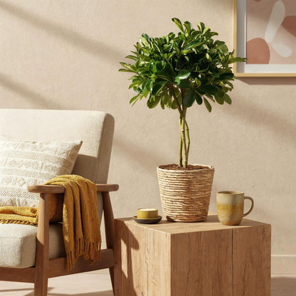 Green boutiQ - Zimmerpflanzen - Schefflera Gold Capelle - Fingerbaum - Wenig Pflege - Grün - Gold - 1 Pflanze - Topf 21cm - Höhe 70-81cm 