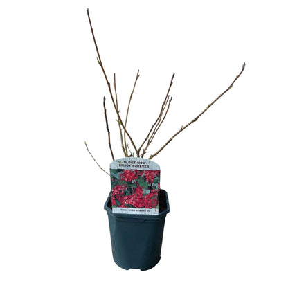 Blutjohannisbeere Ribes sanguineum 'Kind Edward' – Rosa Blüte – Bienenfreundlich – Frühjahrsblüher – Pflegeleicht – Ø17 cm – Höhe ca. 45 cm 