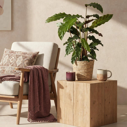 Samt-Korbmarante Calathea rufibarba, Topf Ø17cm – Ansicht 4