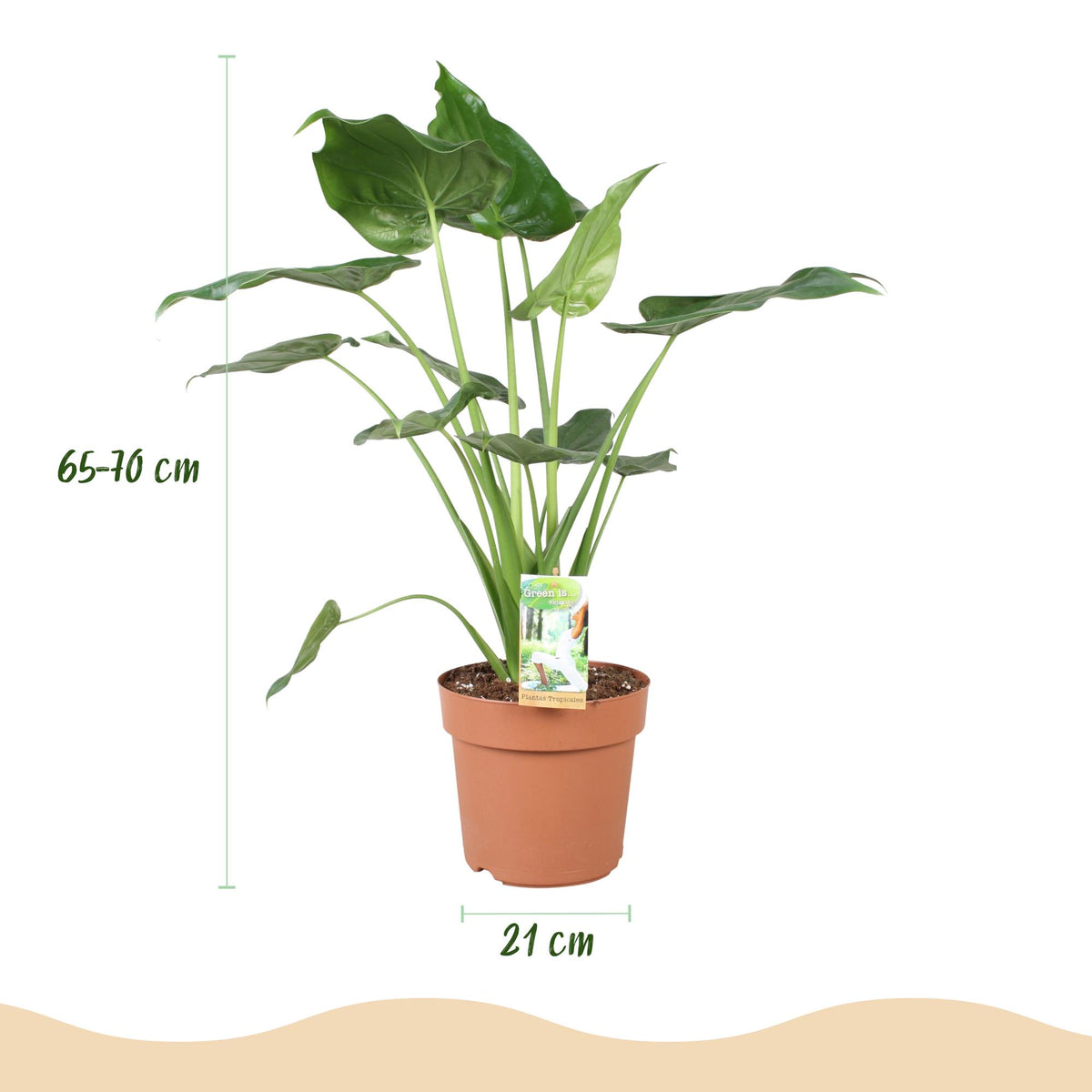 Green boutiQ - Zimmerpflanzen - Alocasia Cucullata - Buddha-Hand - Wenig Pflege - Grün - 1 Pflanze - mit Potter Weiß - Topf 21cm - Höhe 65-70cm 