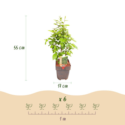 Gemeine Hainbuche Carpinus betulus – Heckenpflanze – 6 Pflanzen – 1 laufender Meter – 17 cm – Höhe 55 cm – Dichtes Laub – Privatsphäre 