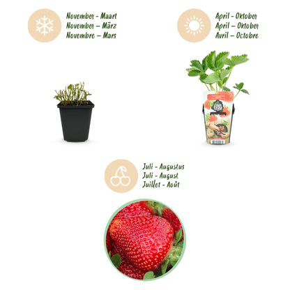 GreenboutiQ - Obstpflanzen - Erdbeere - Fragaria Maxim - Winterhart - 3 Pflanzen - Topf 9 cm - Rote Erdbeere 