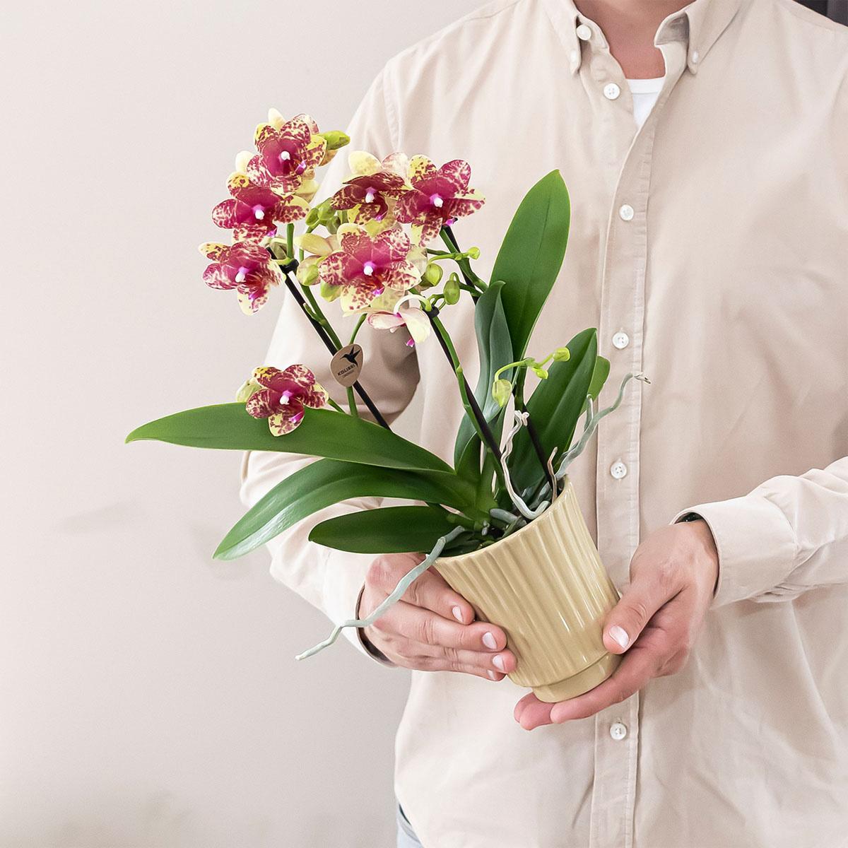 Kolibri Orchids | Orange-Gelbe Phalaenopsis-Orchidee Topfgröße Ø9cm | Grosseto | Blühende Zimmerpflanze – Frisch vom Züchter 