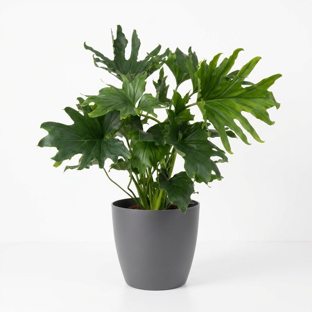 Green boutiQ - Zimmerpflanze - Philodendron - Philodendron Lickety Split - Grün - Pflegeleicht - 1 Pflanze - mit Topf Grau - Topf 19cm - Höhe 70cm 