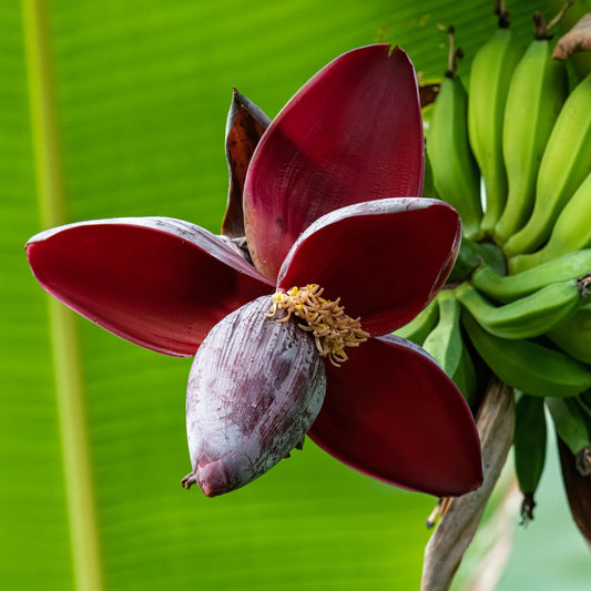 Bananenpflanze Musa sikkimensis Red Tiger – 2 Pflanzen – Tropische Gartenbanane – Ø12 cm, Höhe ca. 30 cm – Exotischer Blickfang für Beet, Balkon & Terrasse 