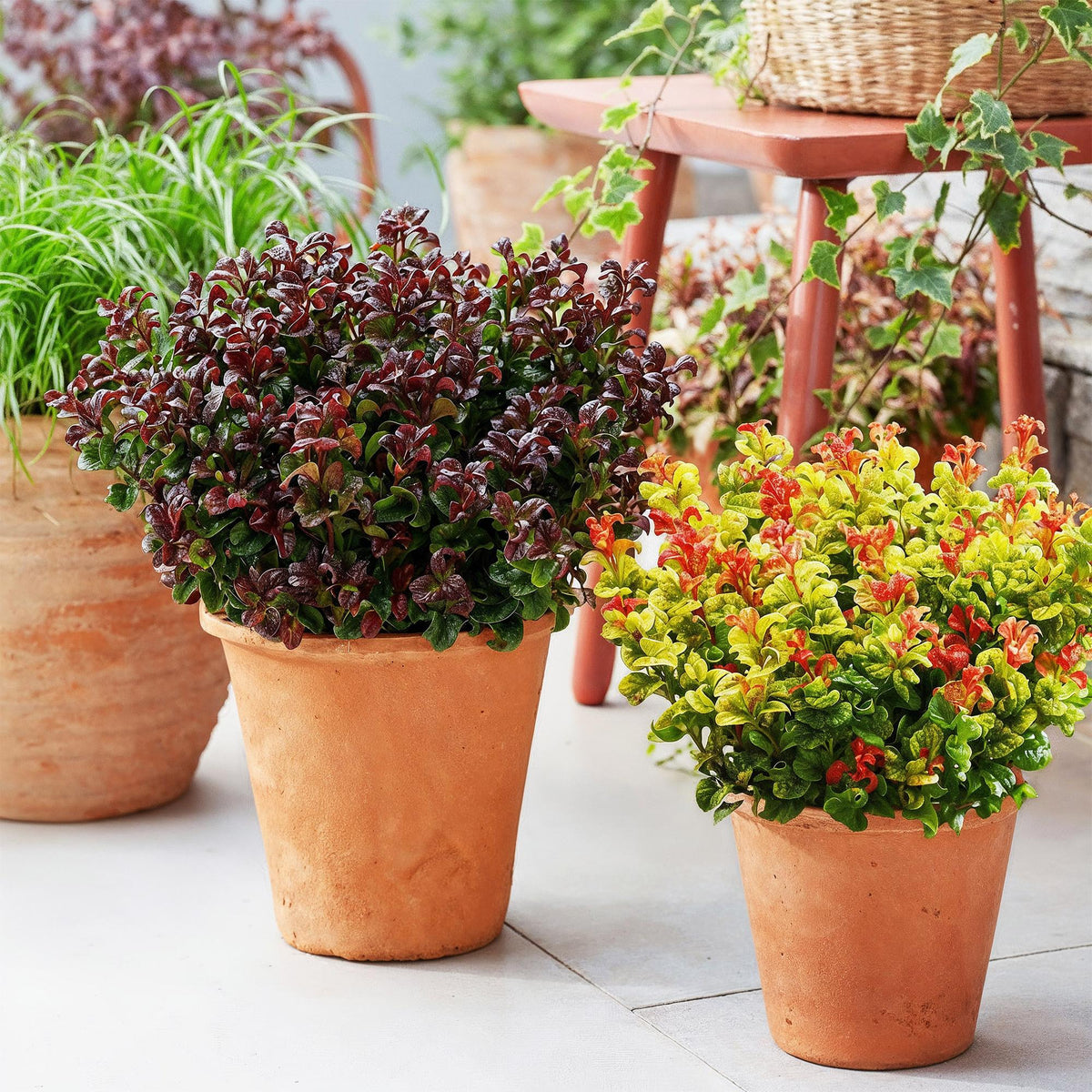 GreenboutiQ - Gartenpflanze - Leucothoe Curly Duo - Gelb & Rot - 2 Pflanzen - Immergrün - Pflegeleicht - Topf 17cm Höhe 40cm 