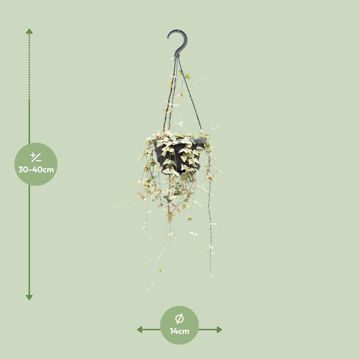 Leuchterblume Ceropegia woodii ssp. woodii – String of Hearts – Hängende Zimmerpflanze – Ø14cm – ↕50cm – Pflegeleicht & dekorativ 