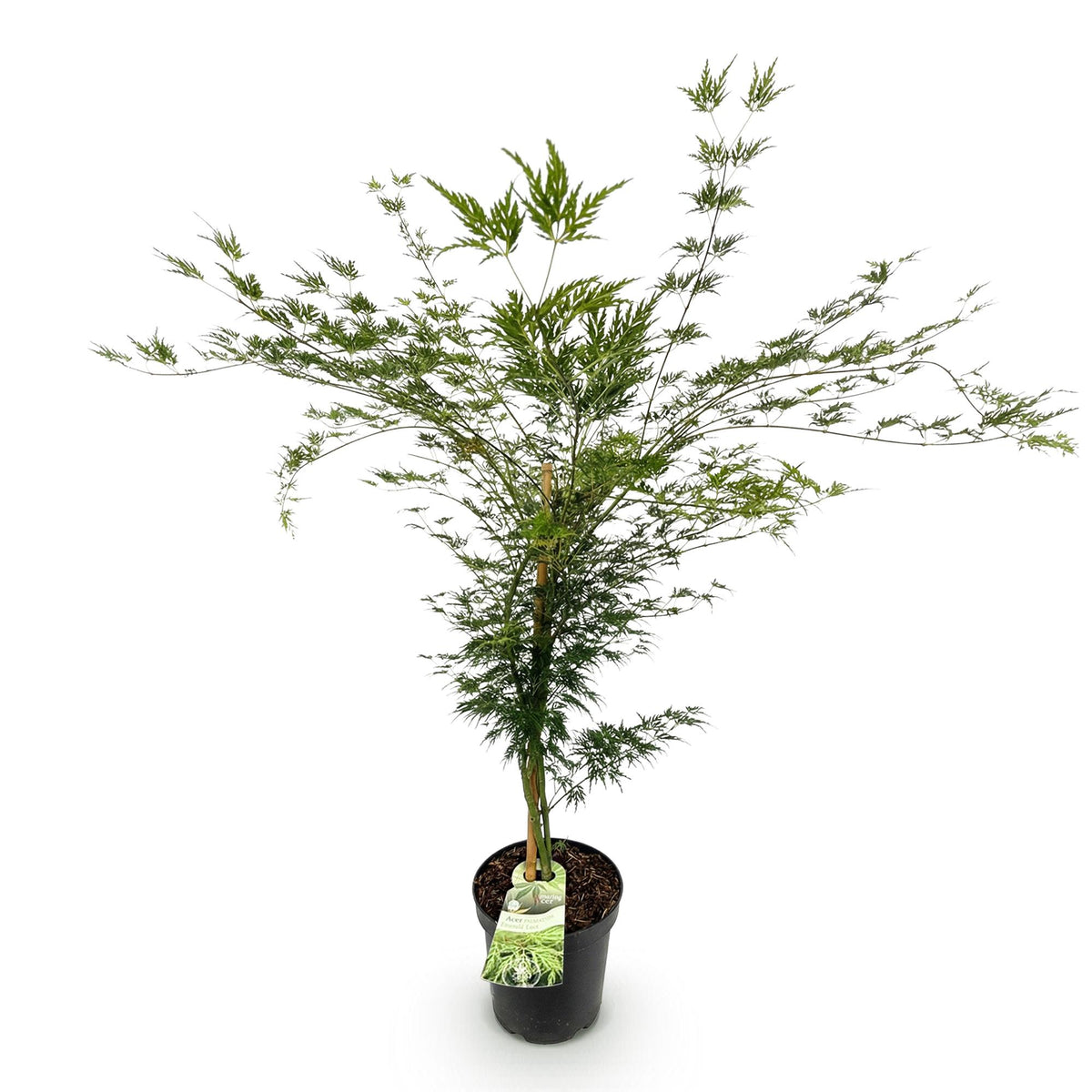 Green boutiQ - Gartenpflanze - Acer palmatum Emerald Lace - Japanischer Ahorn - Laubabwerfend - Grün - 1 - Topf 26cm - Höhe 90cm 