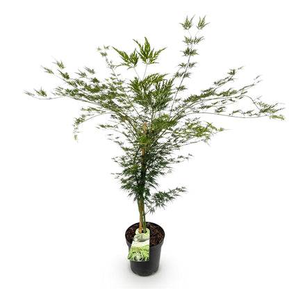 Green boutiQ - Gartenpflanze - Acer palmatum Emerald Lace - Japanischer Ahorn - Laubabwerfend - Grün - 1 - Topf 26cm - Höhe 90cm 