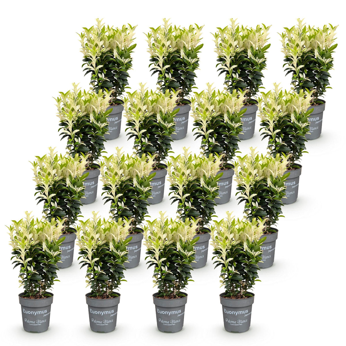Spindelstrauch 'Paloma Blanca' – Euonymus japonicus 'Paloma Blanca' – 16 Heckenpflanzen – Topf Ø9cm – Ansicht 2