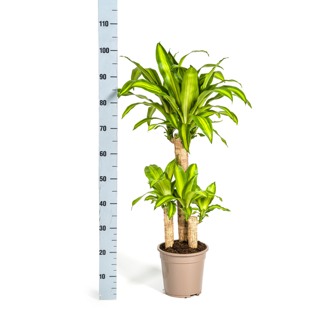Dracaena Fragrans Massangeana met mand Ø21cm - ↕90 - 110cm 
