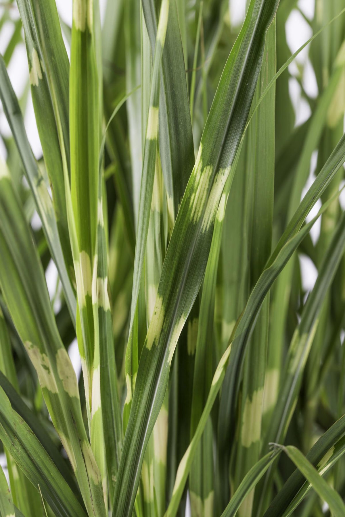 Stachelschweingras Miscanthus sinensis Strictus – Ziergras – Ø23cm – ↕60cm – Zebragras mit grün-gelben Querstreifen – Winterhart & pflegeleicht – Für Beet & Kübel 
