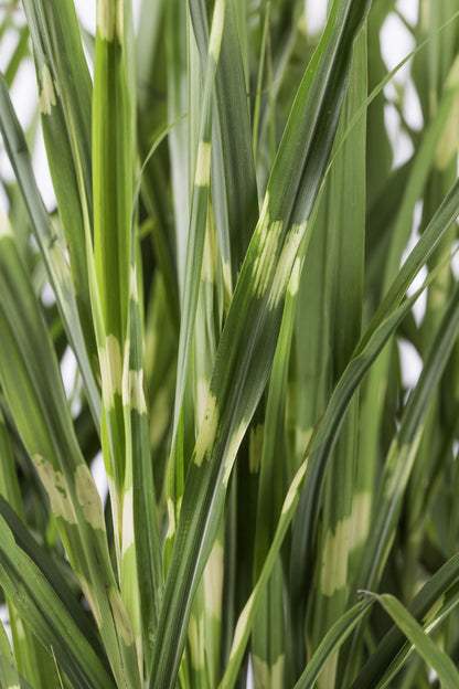 Stachelschweingras Miscanthus sinensis Strictus – Ziergras – Ø23cm – ↕60cm – Zebragras mit grün-gelben Querstreifen – Winterhart & pflegeleicht – Für Beet & Kübel 