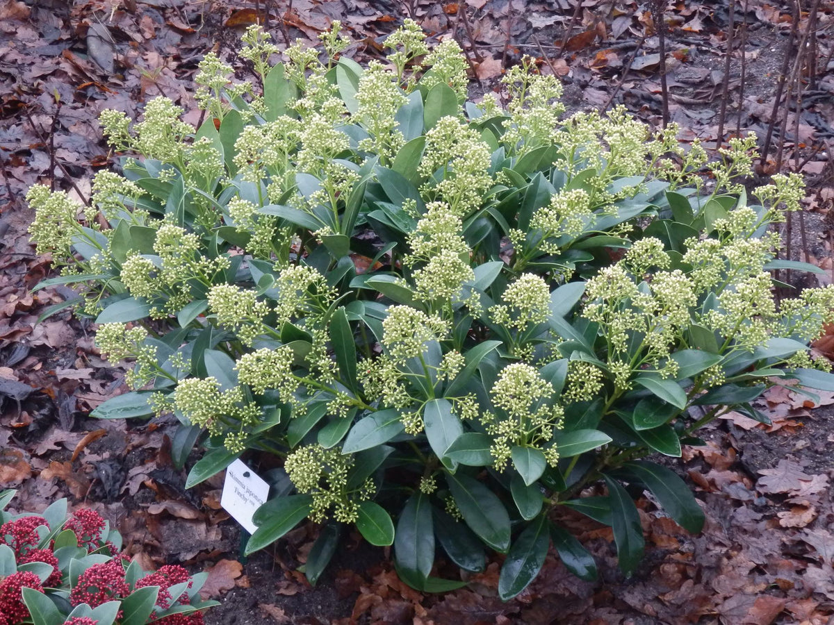 GreenboutiQ - Terrassenpflanze - Skimmia japonica Finchy - Blüte Weiß - 40+ Blüten - 1 Pflanze - Winterhart - Topf 19cm Höhe 60cm 