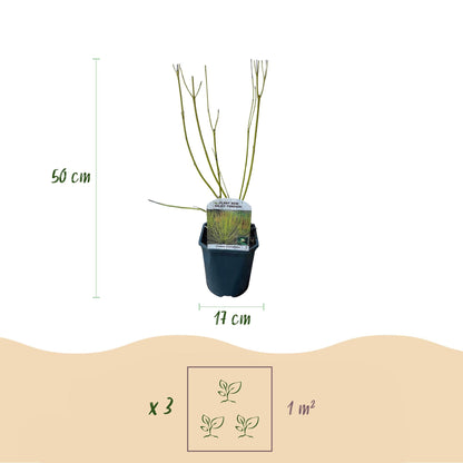 GreenboutiQ - Sträucher - Cornus alba Flaviramea - Grüne Zweige - 1 Pflanze - Laubabwerfend - Wenig Pflege - Topf 17cm Höhe 45cm 