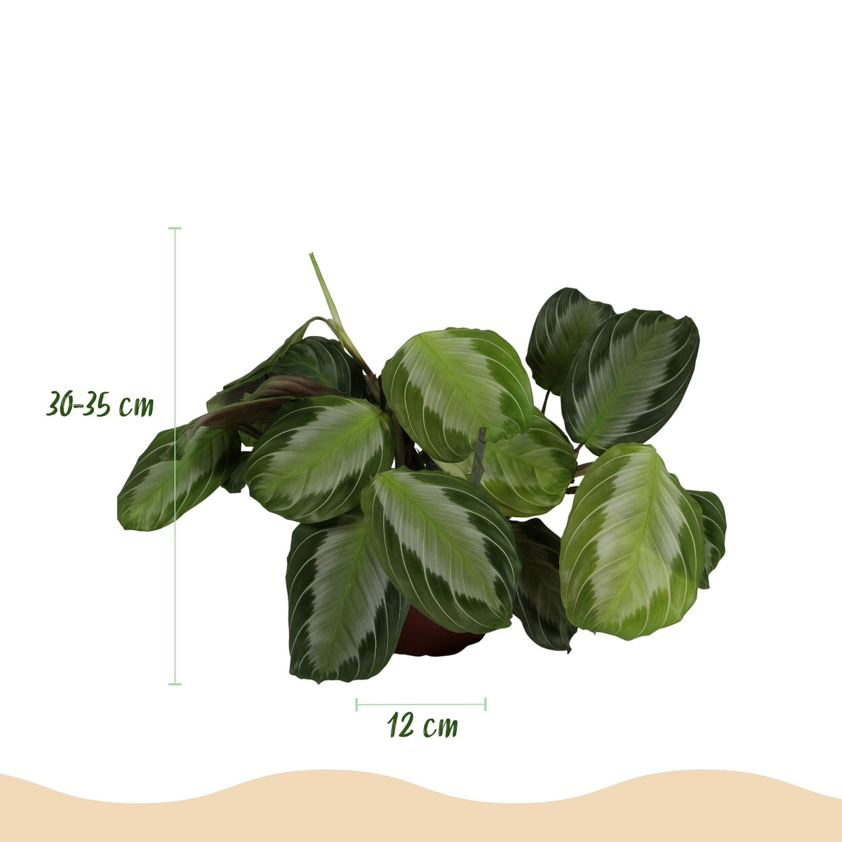 Maranta Fascinator Silverband 2er Set Pflanzen Mit Weißem Topf Ø12cm Höhe ca.25cm Gebetspflanze Grün Haustierfreundlich Pfleg