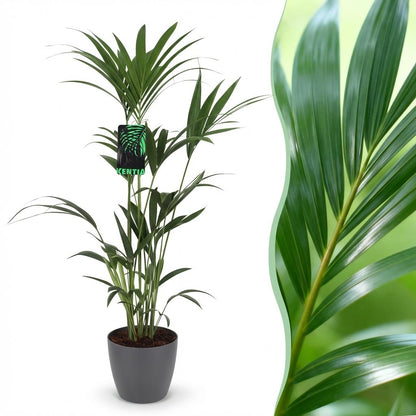 Green boutiQ - Zimmerpflanze - Howea Forsteriana - Kentia-Palme - Wenig Pflege - Grün - 1 Pflanze - mit Potter Grau - Topf 21cm - Höhe 120-130cm 