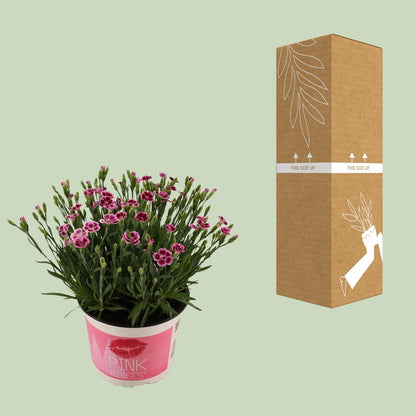 Dianthus Pink Kisses 17 CM © - Ø17cm - ↕40cm 