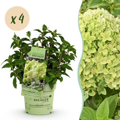 Rispenhortensie Hydrangea paniculata Groundbreaker Greeny 2er Set – frosthart cremeweiß bis grünlich – 14cm Höhe 20-25cm – la