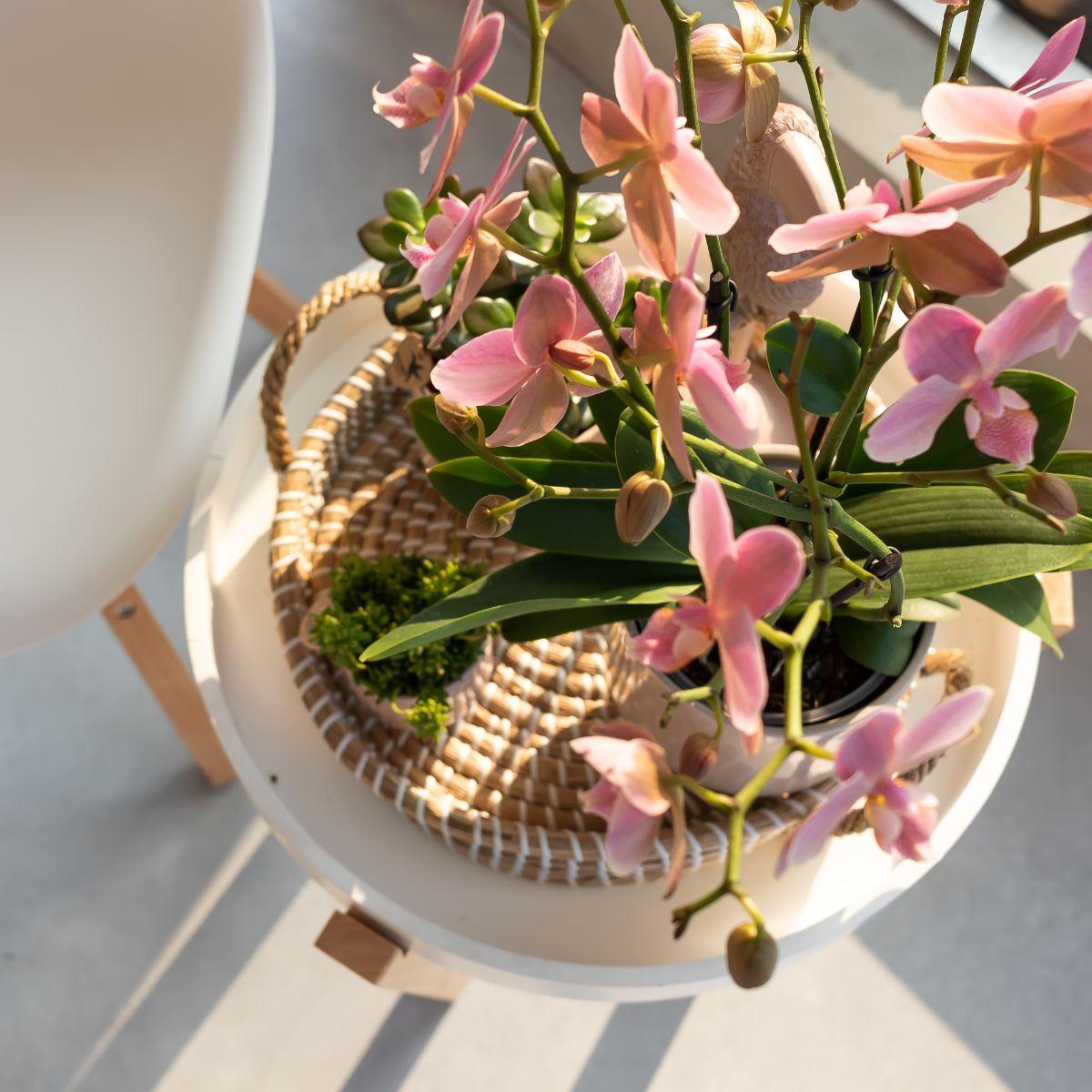 Kolibri Orchids | altrosa Phalaenopsis-Orchidee - Jewel Treviso - Topfgröße Ø9cm | blühende Zimmerpflanze - frisch vom Züchter 