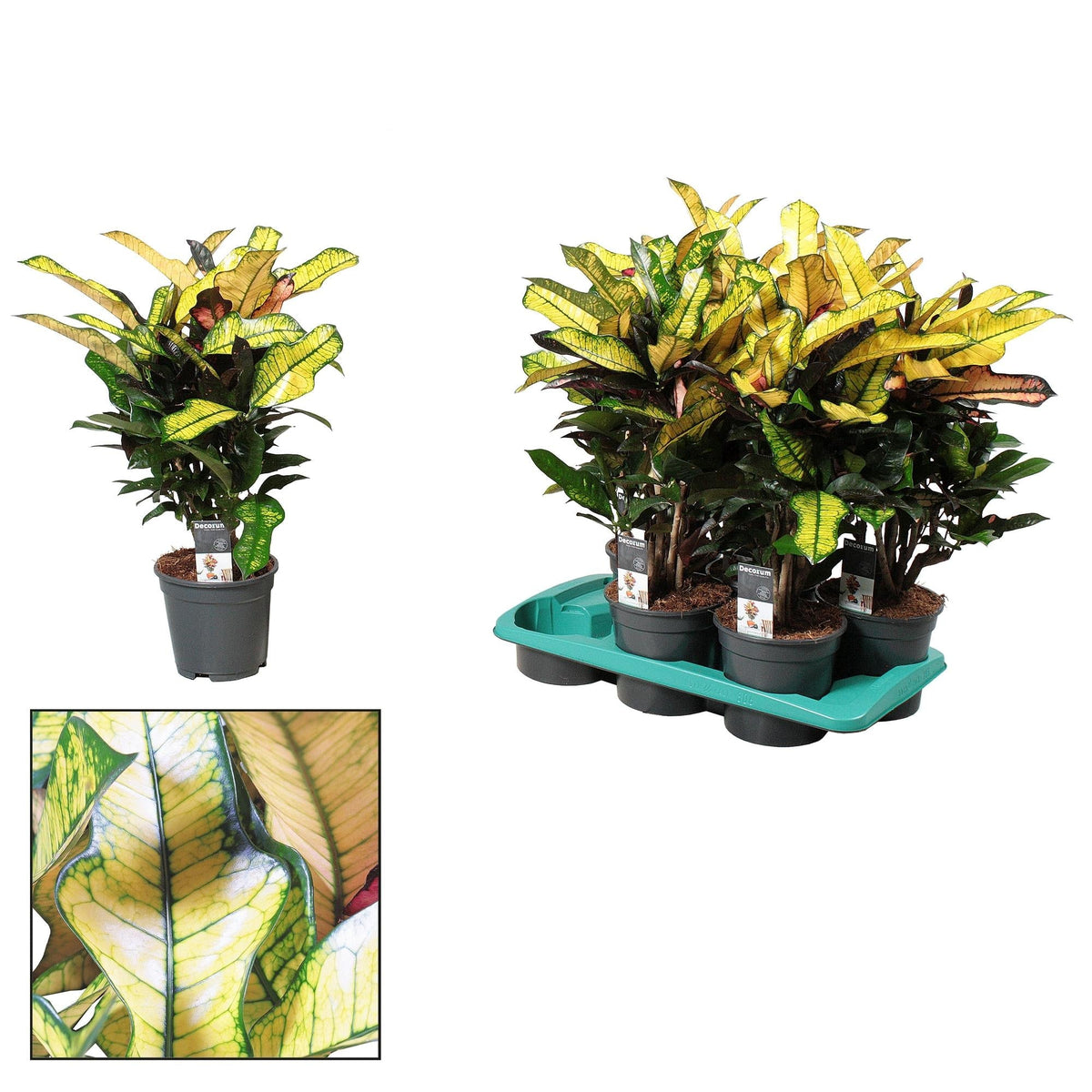 Croton Wilma – Zimmerpflanze – Ø17cm – ↕60cm – Bunte Tropenpflanze mit leuchtend gefärbtem Laub – Pflegeleicht & dekorativ 
