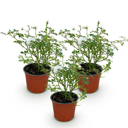 Green boutiQ - Gartenrose - Rosa White Fairy - Rose - Winterhart - Weiß - 3 Pflanzen - Topf 12cm - Höhe 20-25cm 
