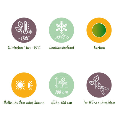 Green boutiQ - Gartenpflanze - Acer palmatum Emerald Lace - Japanischer Ahorn - Laubabwerfend - Grün - 1 - Topf 26cm - Höhe 90cm 