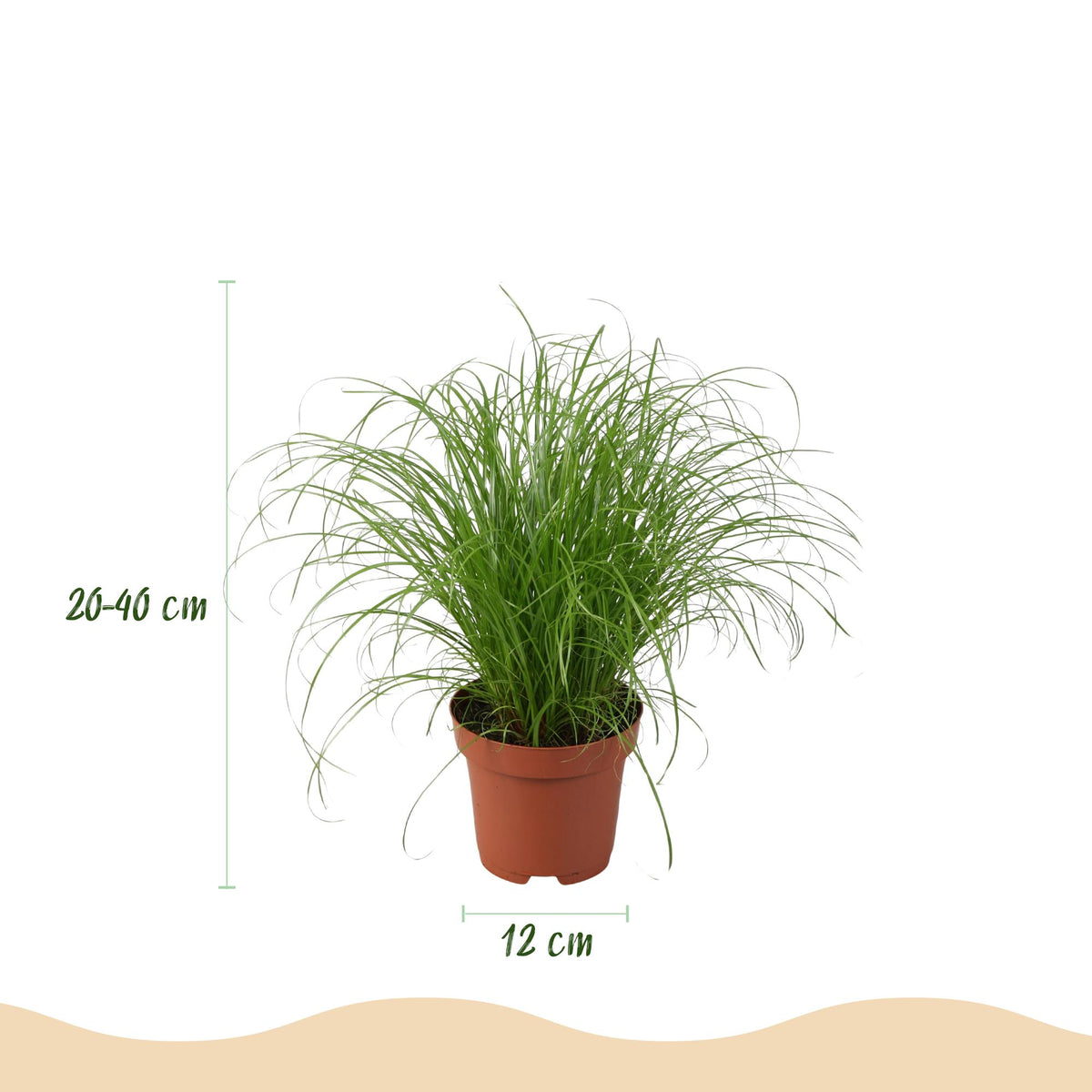Green boutiQ - Zimmerpflanze - Chlorophytum - Cyperus - Phlebodium - Marantha - Mix aus 4 - Haustierfreundliche Pflanzen - Grün - 4 Pflanzen - mit Korb - Topf 12cm - Höhe 25cm 