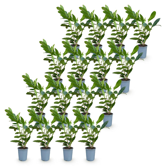 Kirschlorbeer 'Caucasica' – Prunus laurocerasus 'Caucasica' – 16 Heckenpflanzen – Topf Ø9cm – Höhe 25-35cm – Ansicht 2