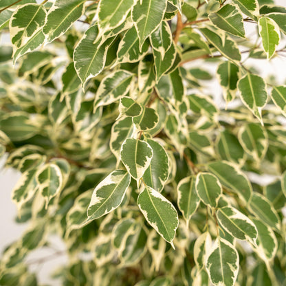 Ficus benjamina Twilight - Ø21cm - ↕95cm + Korb Selin 