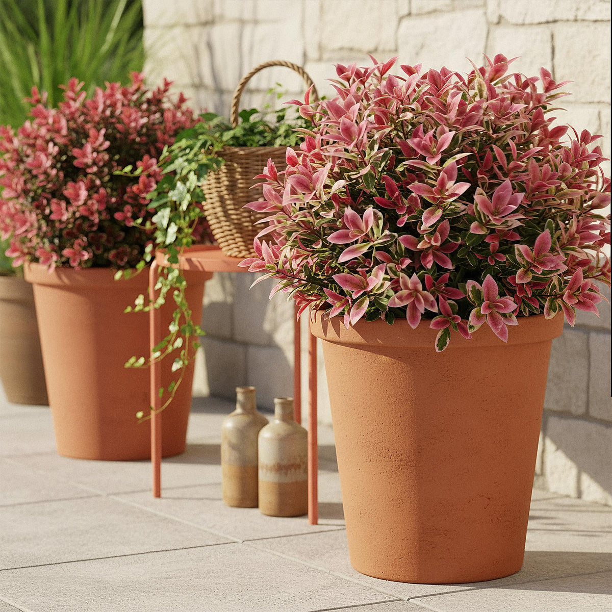 GreenboutiQ - Gartenpflanze - Leucothoe Colour Diamond - Bunt - 1 Pflanze - Immergrün - Wenig Pflege - Topf 17cm Höhe 45cm 