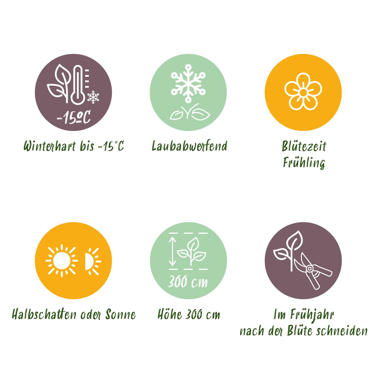 GreenboutiQ - Gartenpflanze - Magnolia Tricolour - Blüte Weiß-Rosa-Lila - 3 Pflanzen - Laubabwerfend - Wenig Pflege - Topf 12cm Höhe 30cm 