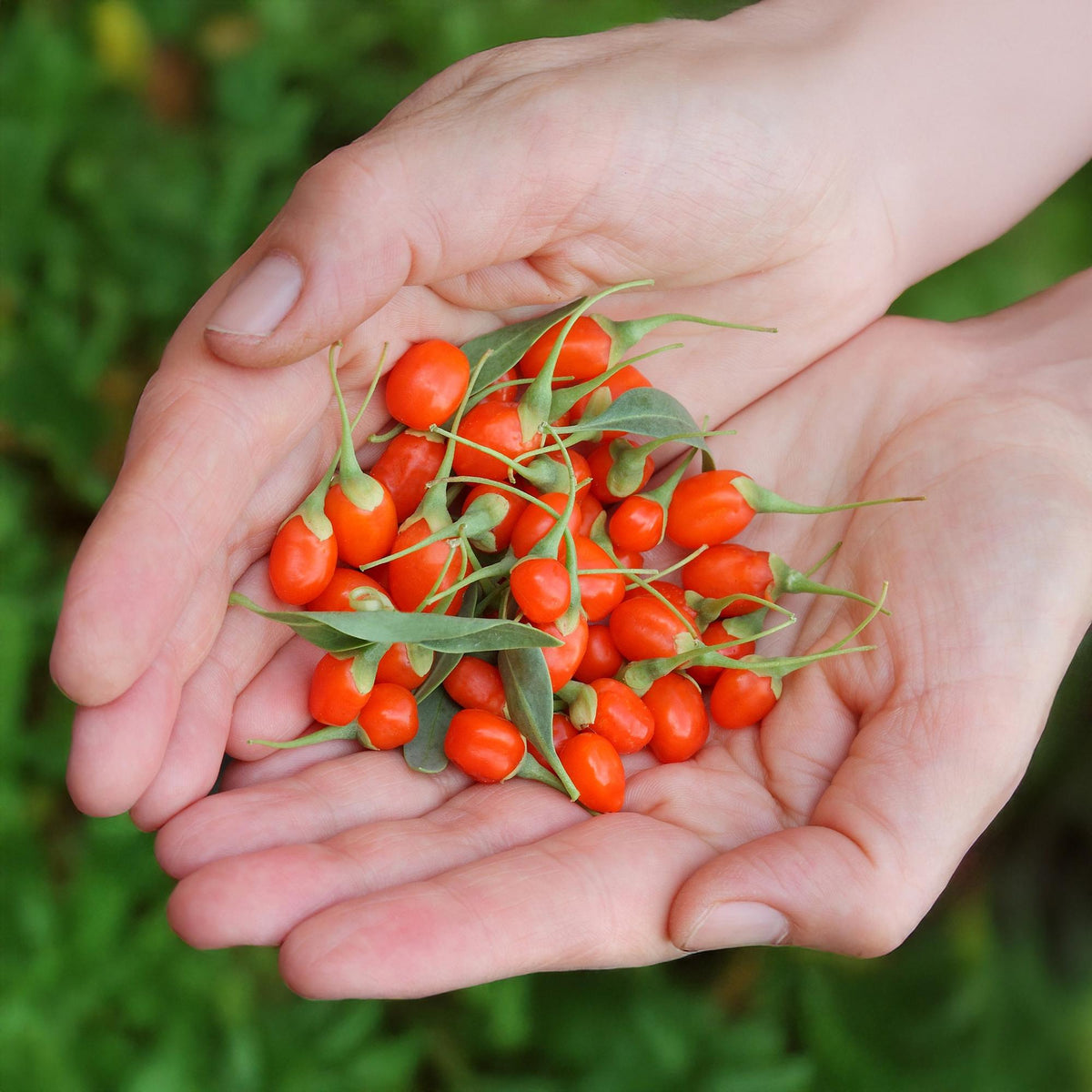 Goji-Beere Lycium barbarum winterhart 3 Pflanzen Ø9cm Höhe 30cm – Rote orange Beerenpflanze für Garten Beet Balkon & Terrasse 