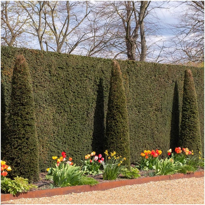 Plants By Frank - 1 Meter Eibenhecke - Taxus baccata - Pflanzenset mit 6 winterharten Heckenpflanzen - Immergrüne Hecke - Direkt von der Gärtnerei geliefert 