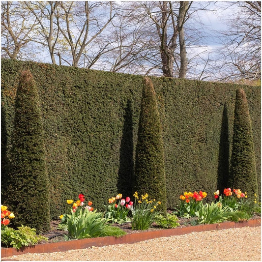 Plants By Frank - 1 Meter Eibenhecke - Taxus baccata - Pflanzenset mit 6 winterharten Heckenpflanzen - Immergrüne Hecke - Direkt von der Gärtnerei geliefert 