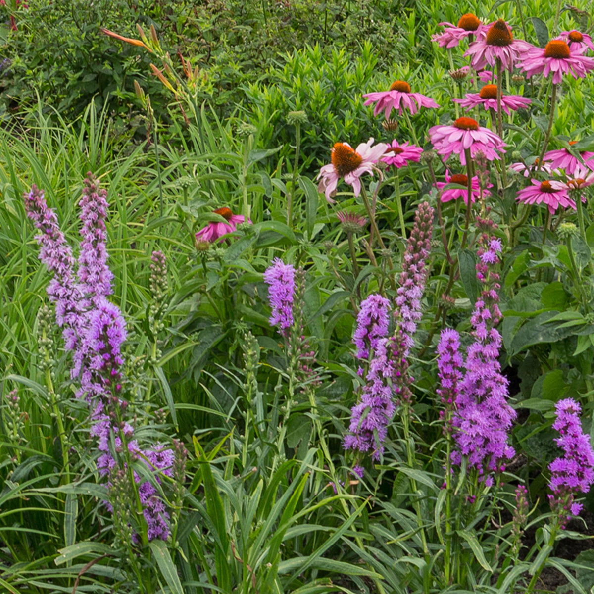 Staudenset – 6 bienen- & schmetterlingsfreundliche Pflanzen – für 1 m² – Verschiedene Blütenfarben – Wenig Pflege – Ø11cm – Mehrjährige Gartenstauden
