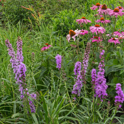Staudenset – 6 bienen- & schmetterlingsfreundliche Pflanzen – für 1 m² – Verschiedene Blütenfarben – Wenig Pflege – Ø11cm – Mehrjährige Gartenstauden
