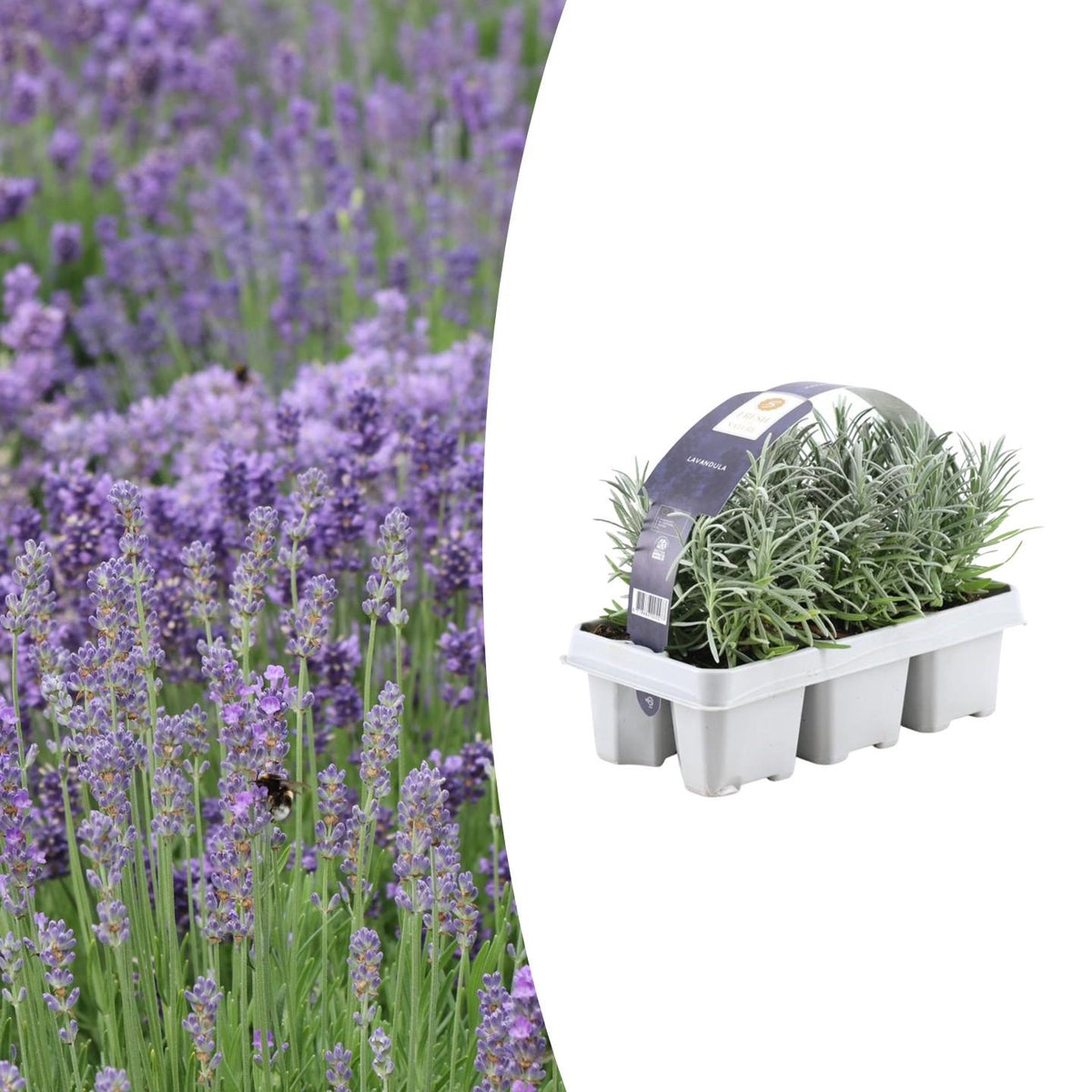 Echter Lavendel – Lavendel angustifolia – 6 Pflanzen – Ø7cm, ↕15cm – Duftend, Pflegeleicht & Winterhart – Für Garten, Balkon & Terrasse 