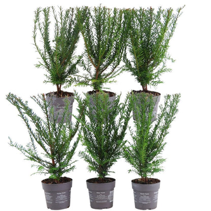 Plants By Frank - 1 Meter Eibenhecke - Taxus baccata - Pflanzenset mit 6 winterharten Heckenpflanzen - Immergrüne Hecke - Direkt von der Gärtnerei geliefert 
