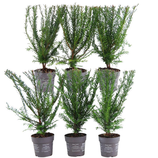 Plants By Frank - 1 Meter Eibenhecke - Taxus baccata - Pflanzenset mit 6 winterharten Heckenpflanzen - Immergrüne Hecke - Direkt von der Gärtnerei geliefert 